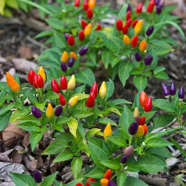 Bolivian Rainbow Pepper Seeds - Vegetable Plant