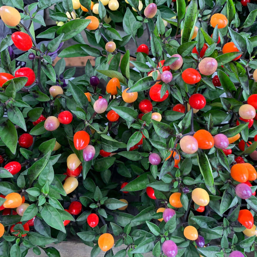 Bolivian Rainbow Pepper Seeds - Vegetable Plant