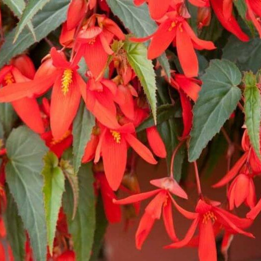 Boliviensis Begonia Seeds