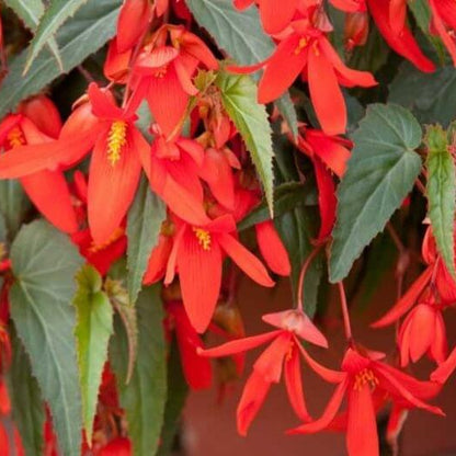 Boliviensis Begonia Seeds