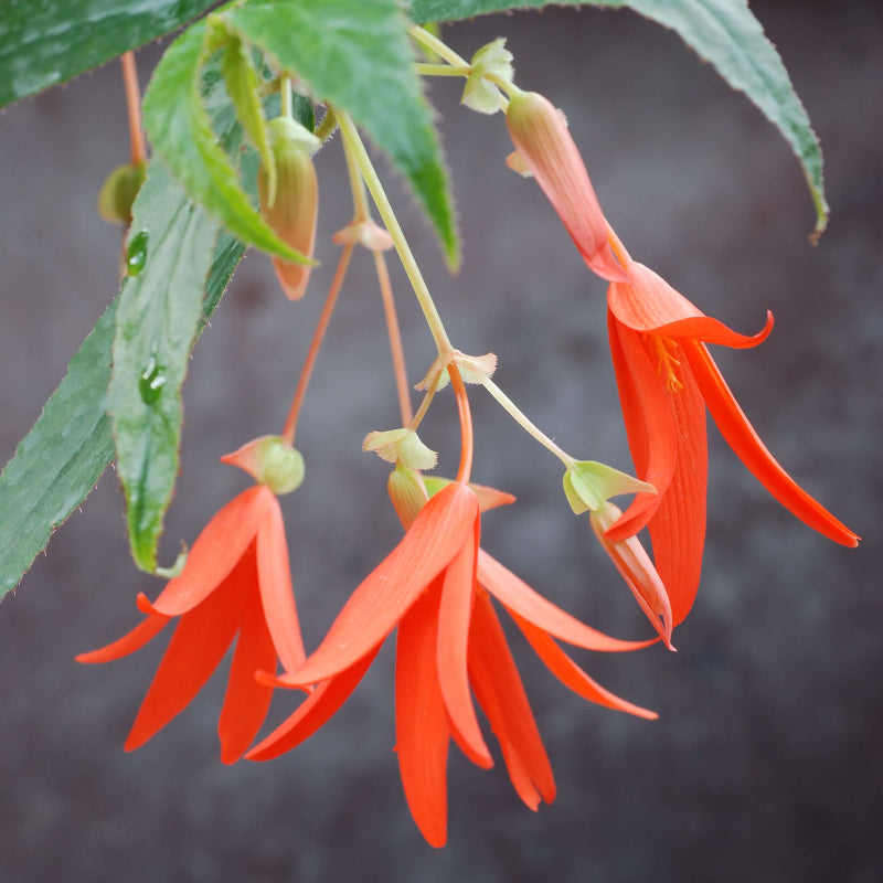 Boliviensis Begonia Seeds