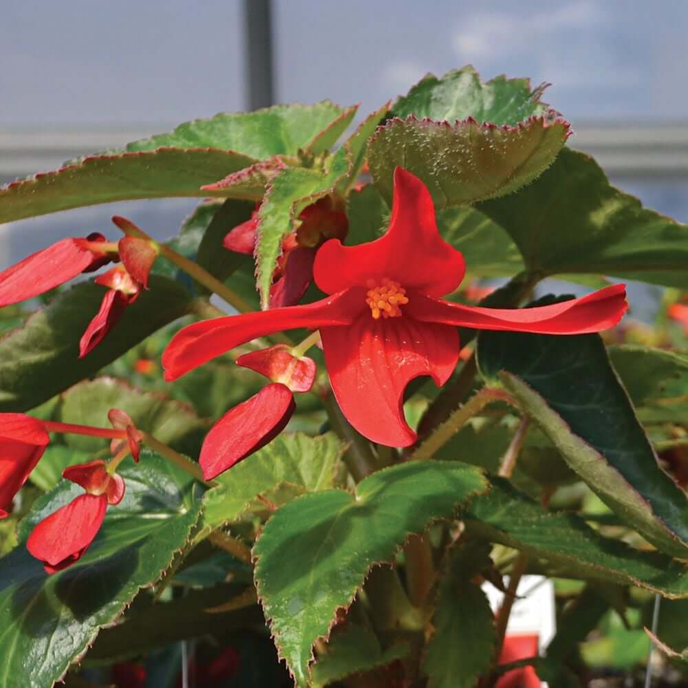 Boliviensis Begonia Seeds