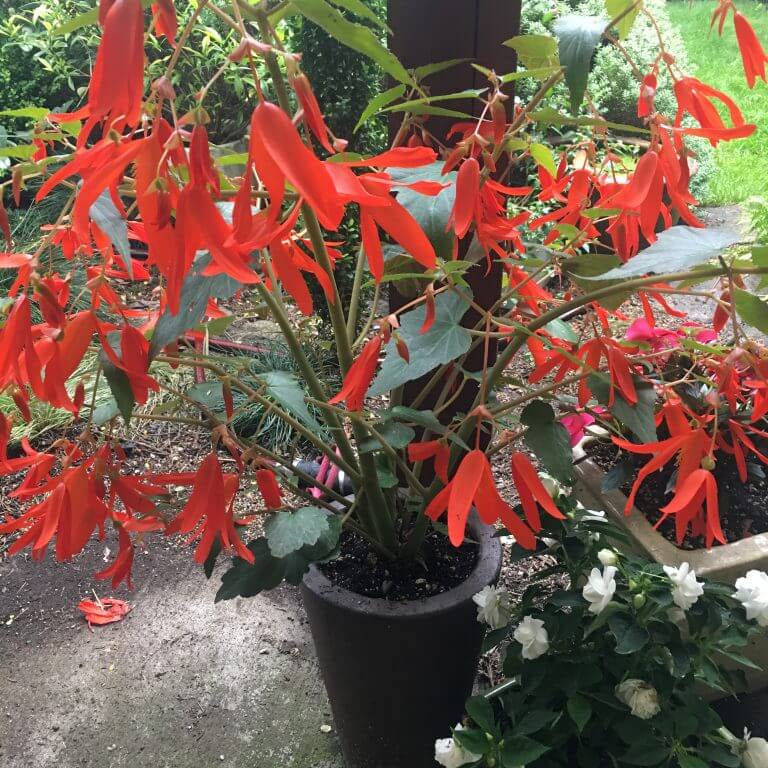 Boliviensis Begonia Seeds