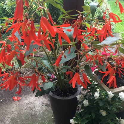 Boliviensis Begonia Seeds