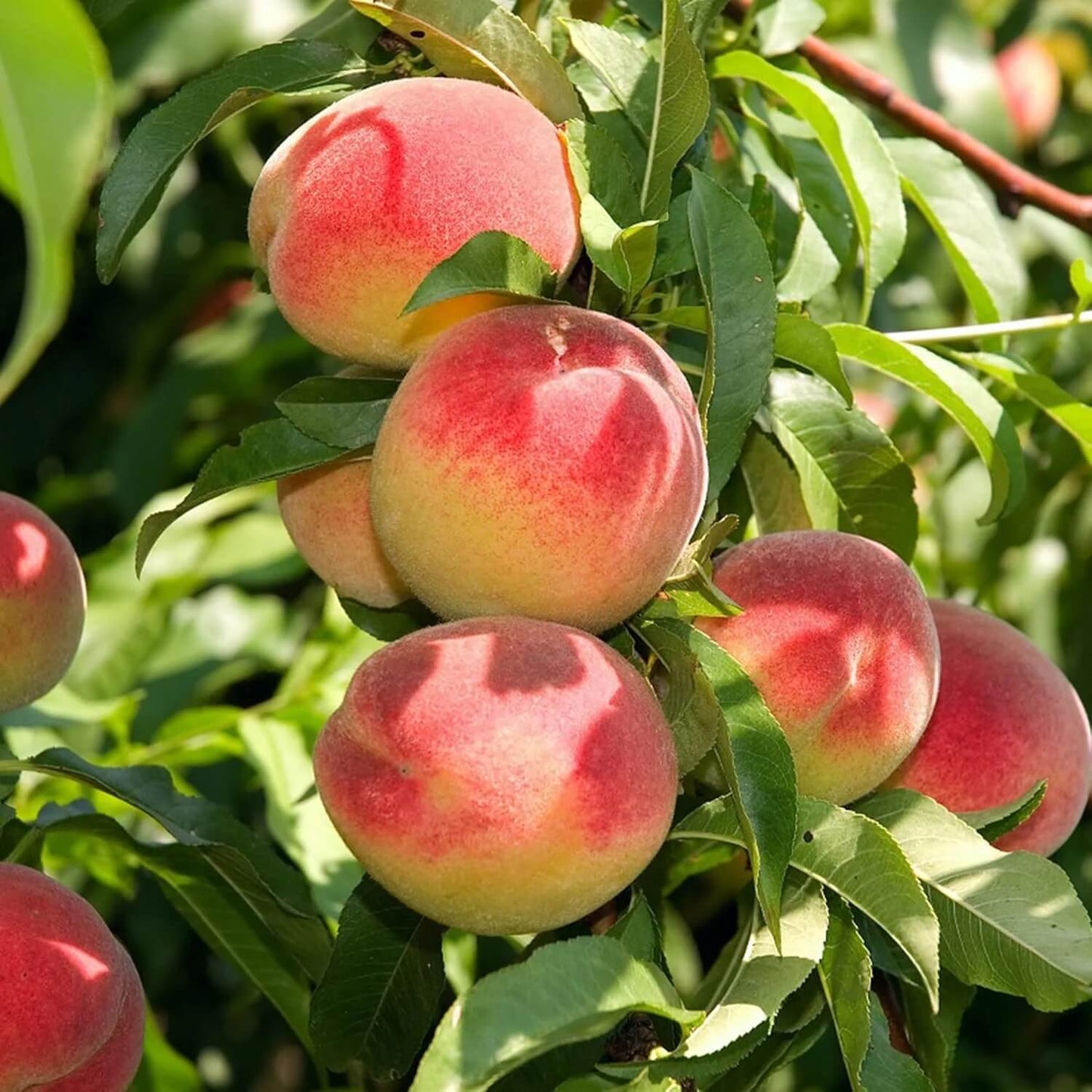 Bonanza Peach Seeds