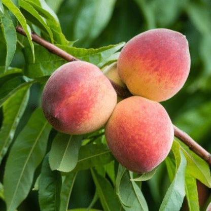 Bonanza Peach Seeds