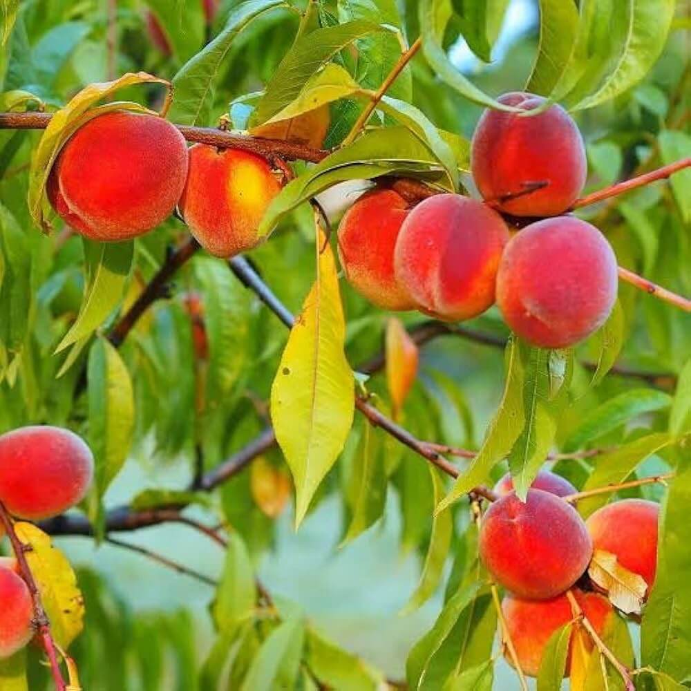 Bonanza Peach Seeds