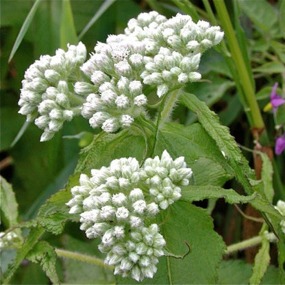 Boneset Seeds- Herbal Plant