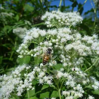 Boneset Seeds- Herbal Plant