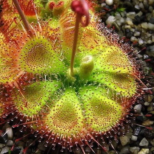 Bonsai Sundew Drosera Species Seeds
