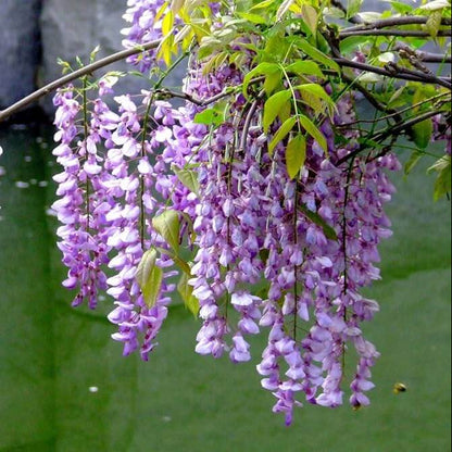 Bonsai Wisteria Seeds