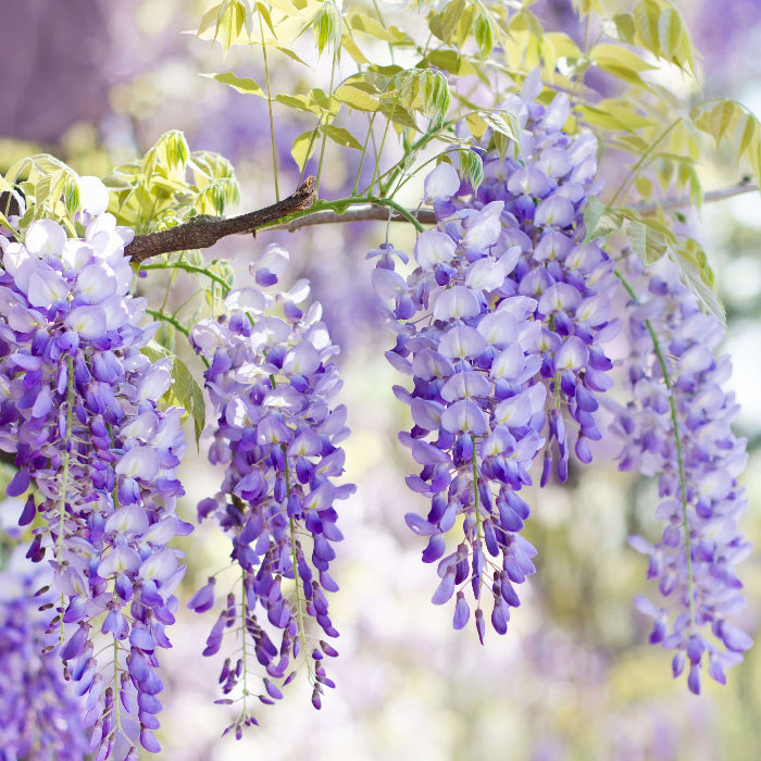 Bonsai Wisteria Seeds