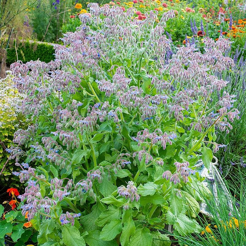 Borage Seeds
