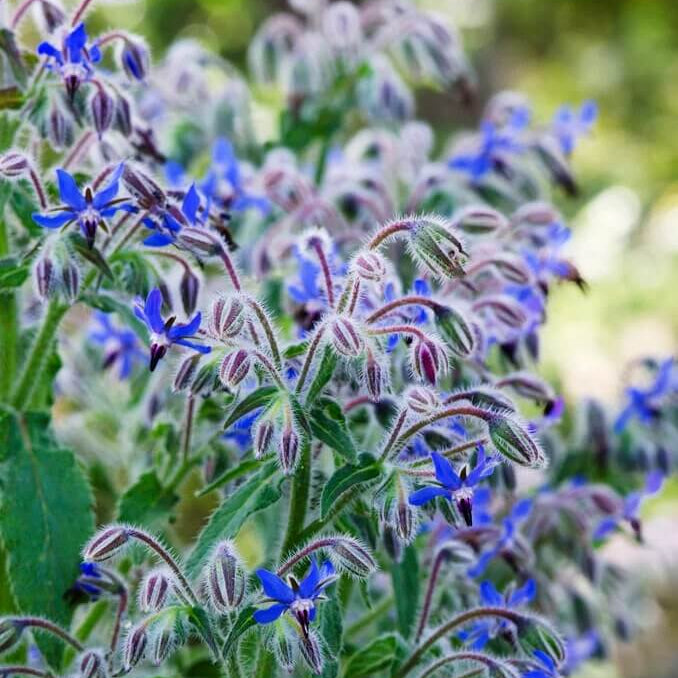 Borage Seeds