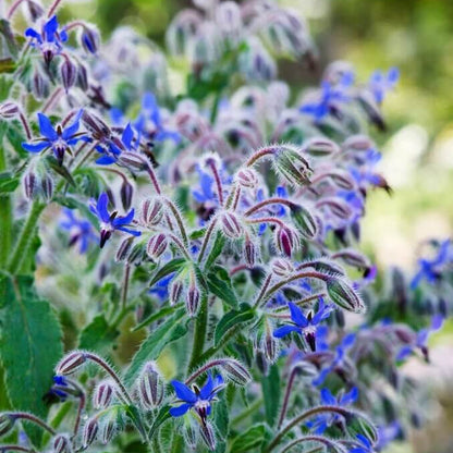 Borage Seeds