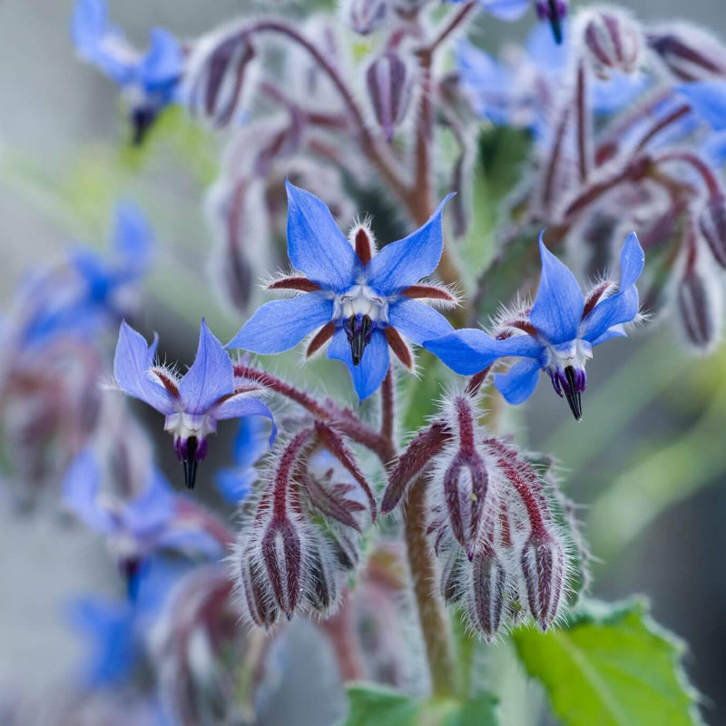 Borage Seeds