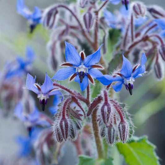 Borage Seeds