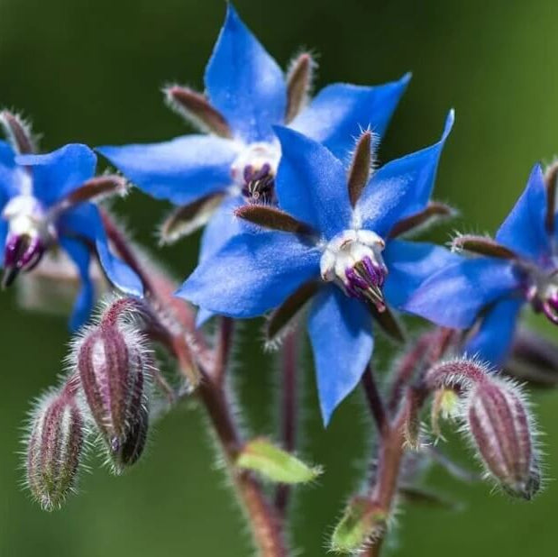 Borage Seeds