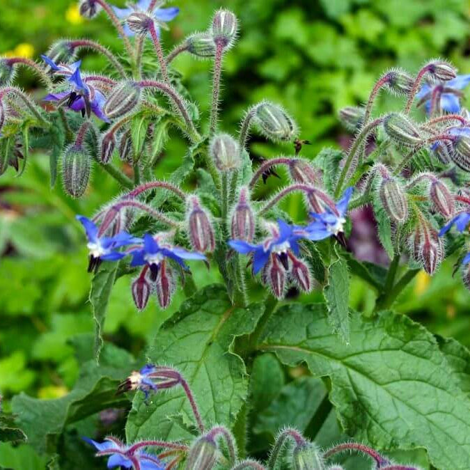Borage Seeds