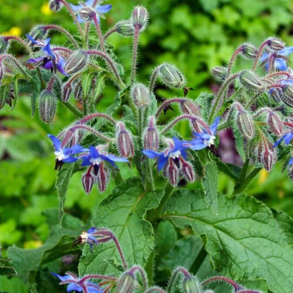 Borage Seeds