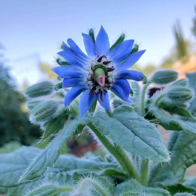 Borage Seeds
