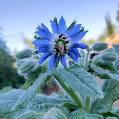 Borage Seeds