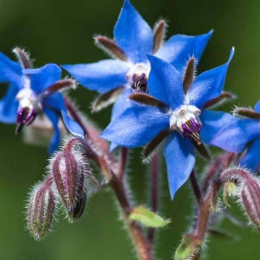 Borage Seeds