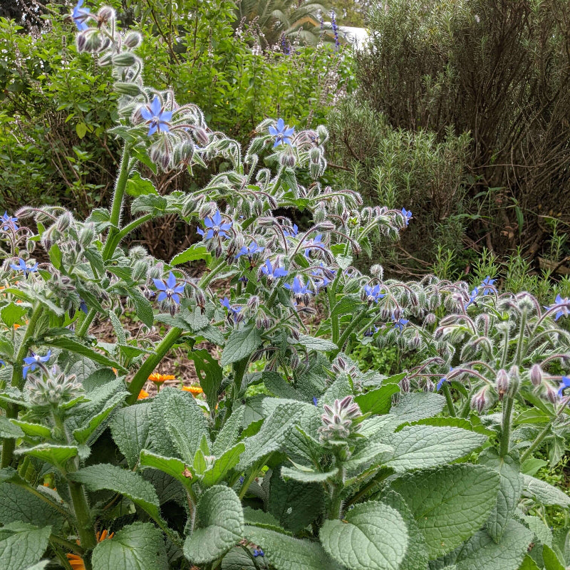 Borage Seeds