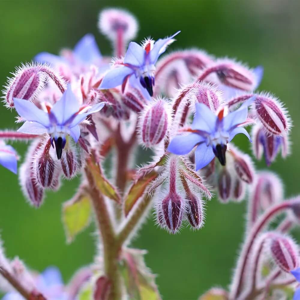 Borage Seeds