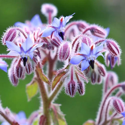 Borage Seeds