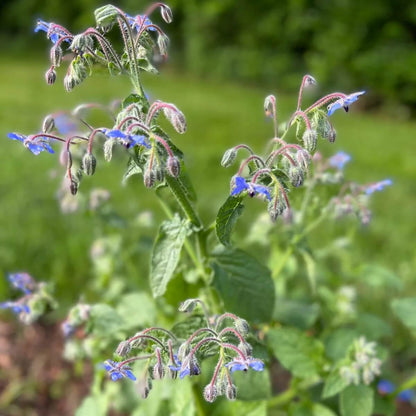 Borage Seeds