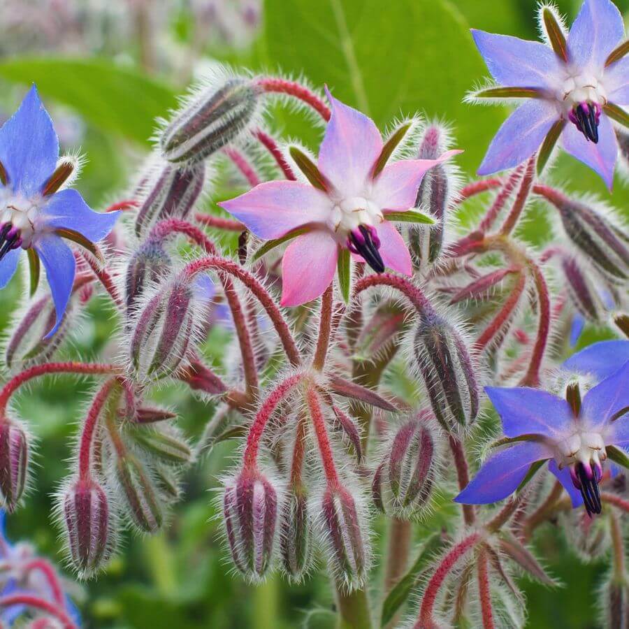 Borage Seeds
