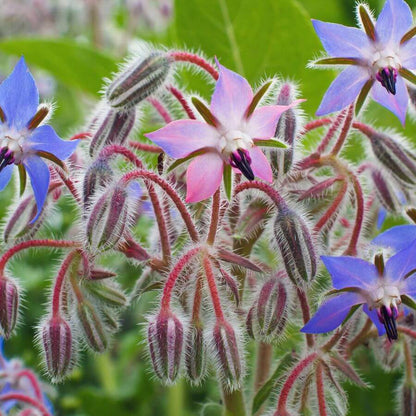 Borage Seeds