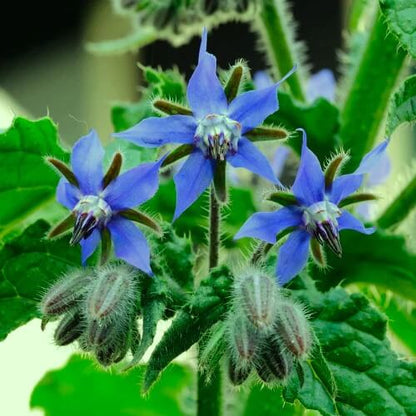Borage Seeds - Herbal Plant
