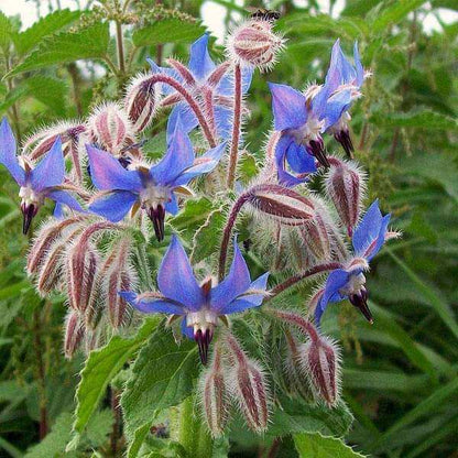 Borage Seeds - Herbal Plant