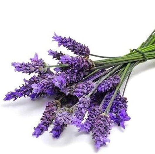 Border Lavender Seeds - Herbal Plant
