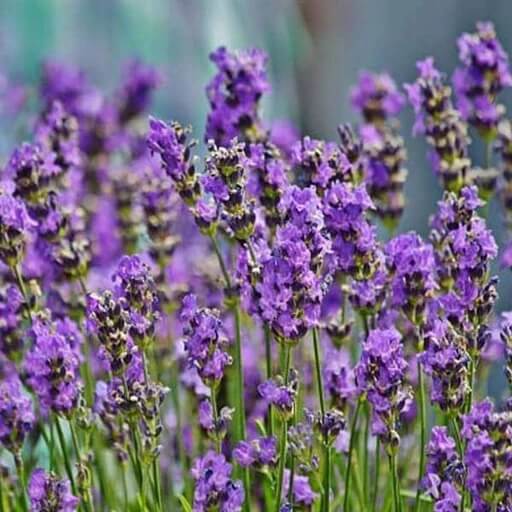 Border Lavender Seeds - Herbal Plant