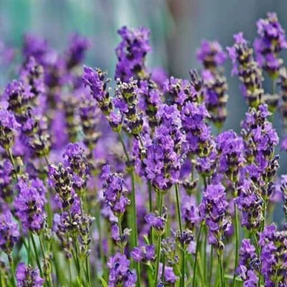 Border Lavender Seeds - Herbal Plant