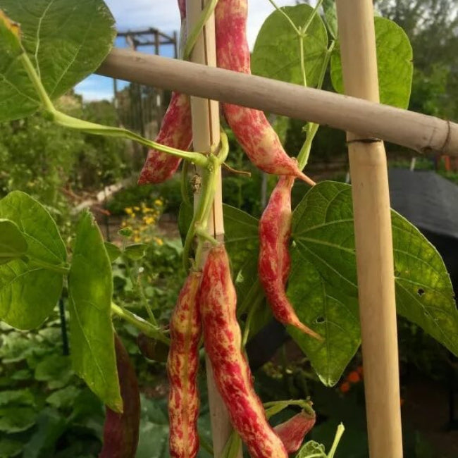 Borlotti Bean Seeds - Vegetable Plant