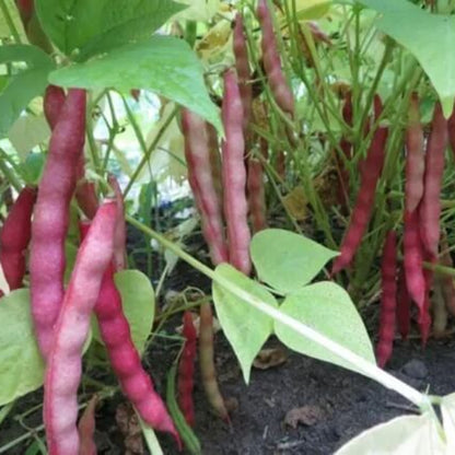 Borlotti Bean Seeds - Vegetable Plant