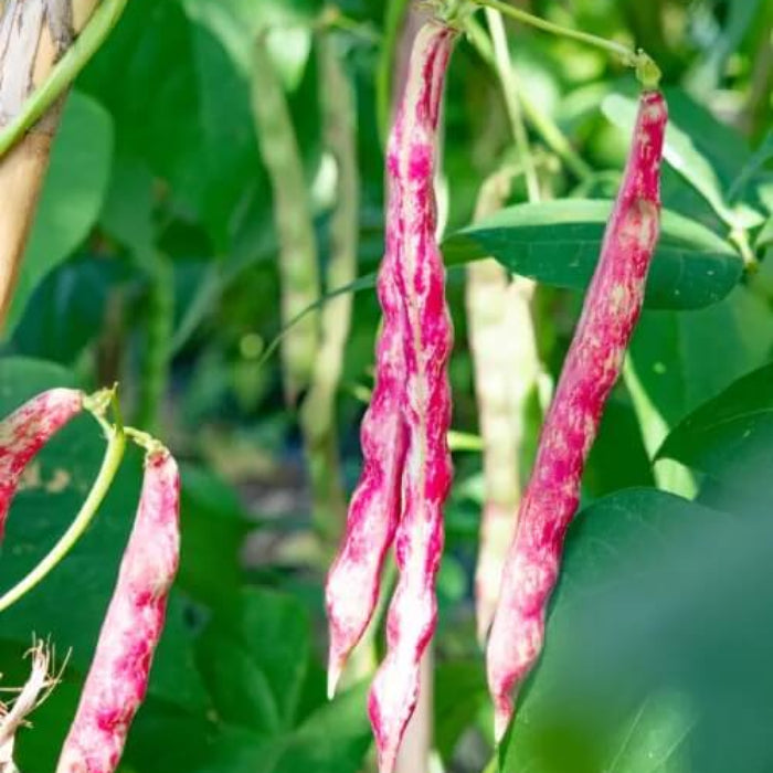 Borlotti Bean Seeds - Vegetable Plant
