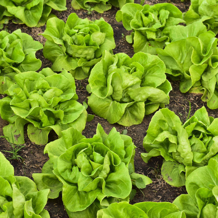 Boston Lettuce Seeds - Heirloom Vegetable Plant for Home Gardens