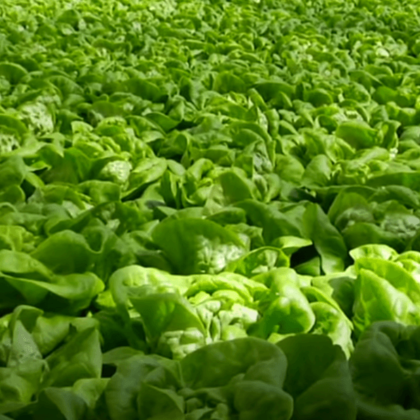Boston Lettuce Seeds - Heirloom Vegetable Plant for Home Gardens
