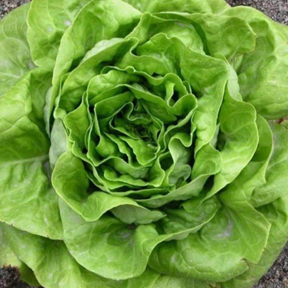 Boston Lettuce Seeds - Heirloom Vegetable Plant for Home Gardens