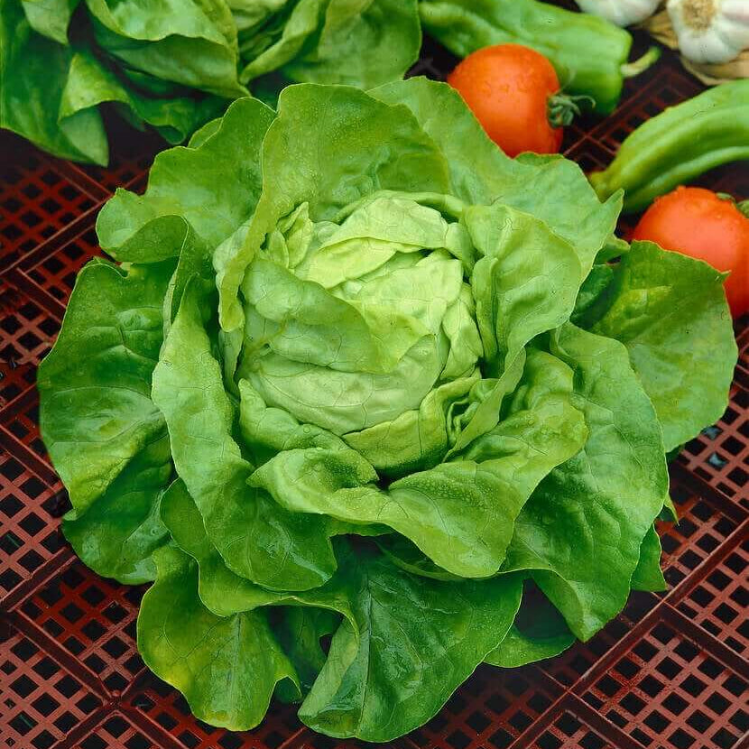 Boston Lettuce Seeds - Heirloom Vegetable Plant for Home Gardens