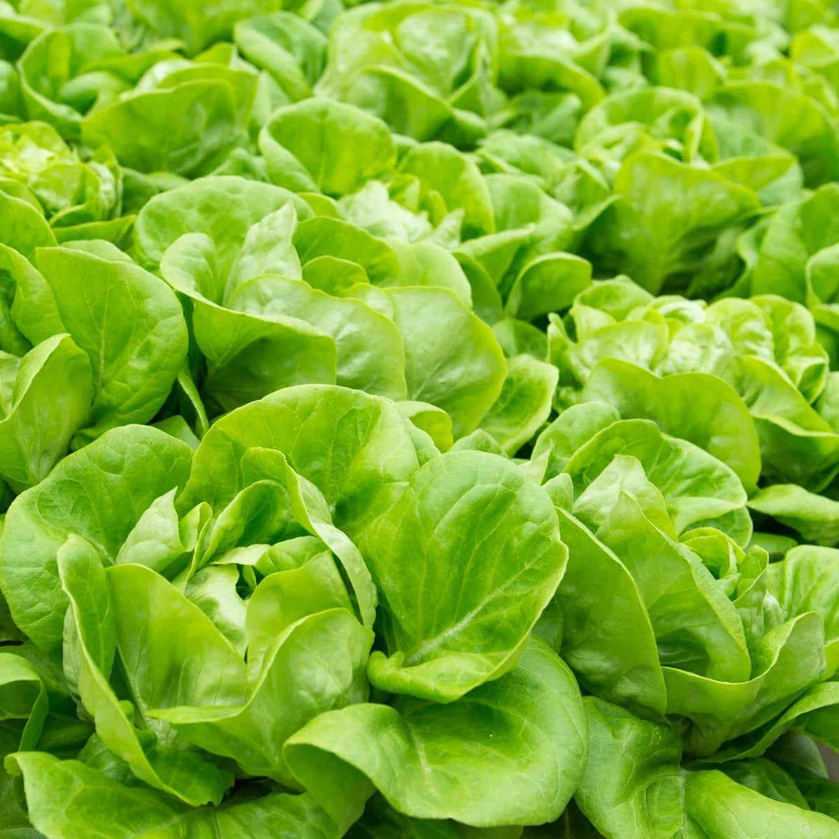 Boston Lettuce Seeds - Heirloom Vegetable Plant for Home Gardens