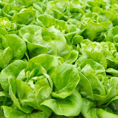 Boston Lettuce Seeds - Heirloom Vegetable Plant for Home Gardens