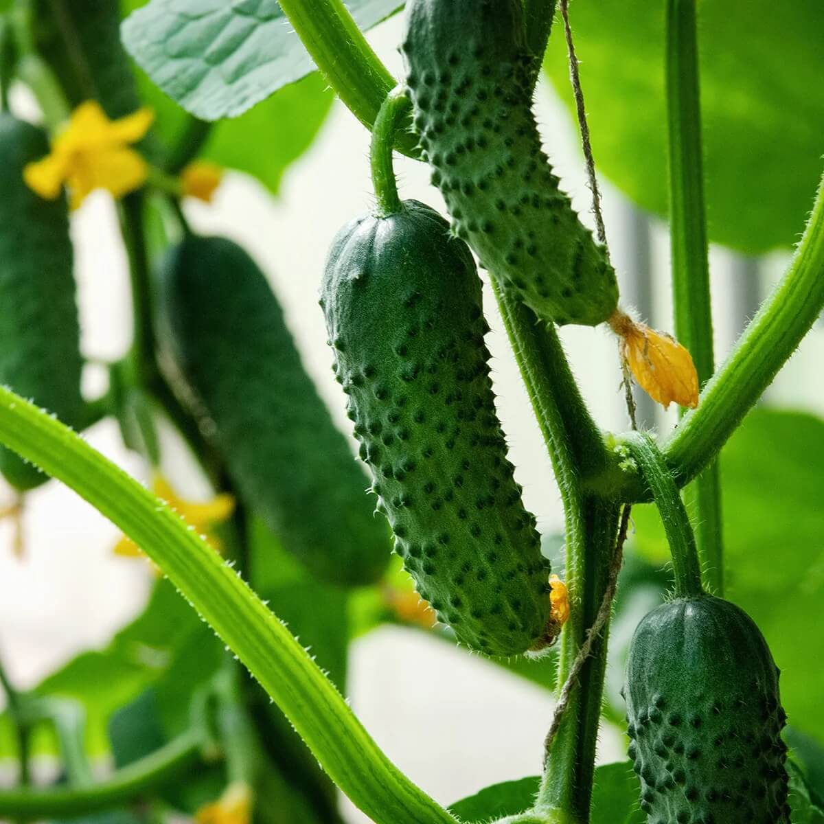 Boston pickling cucumber seeds - Vegetable Plant