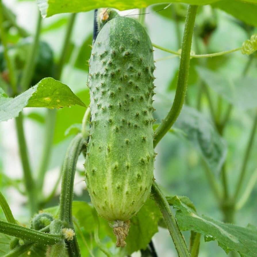 Boston pickling cucumber seeds - Vegetable Plant