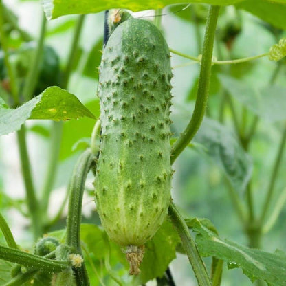 Boston pickling cucumber seeds - Vegetable Plant